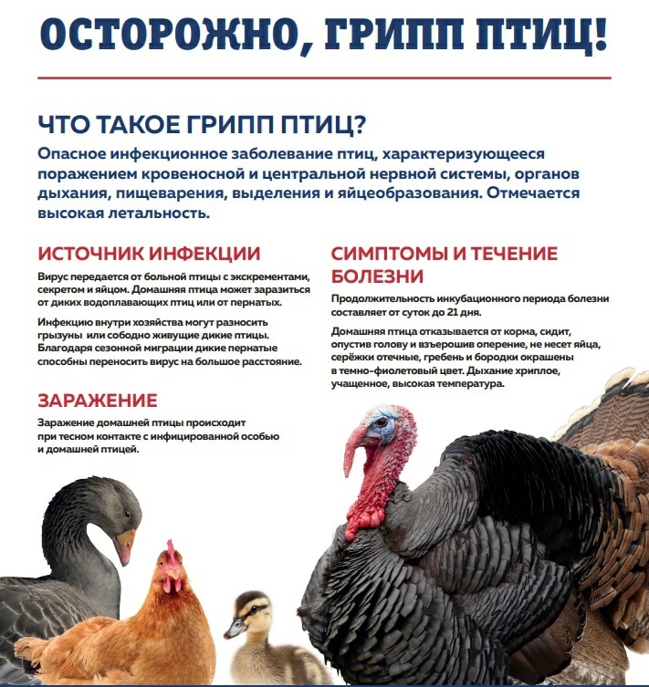 Осторожно, птичий грипп!.